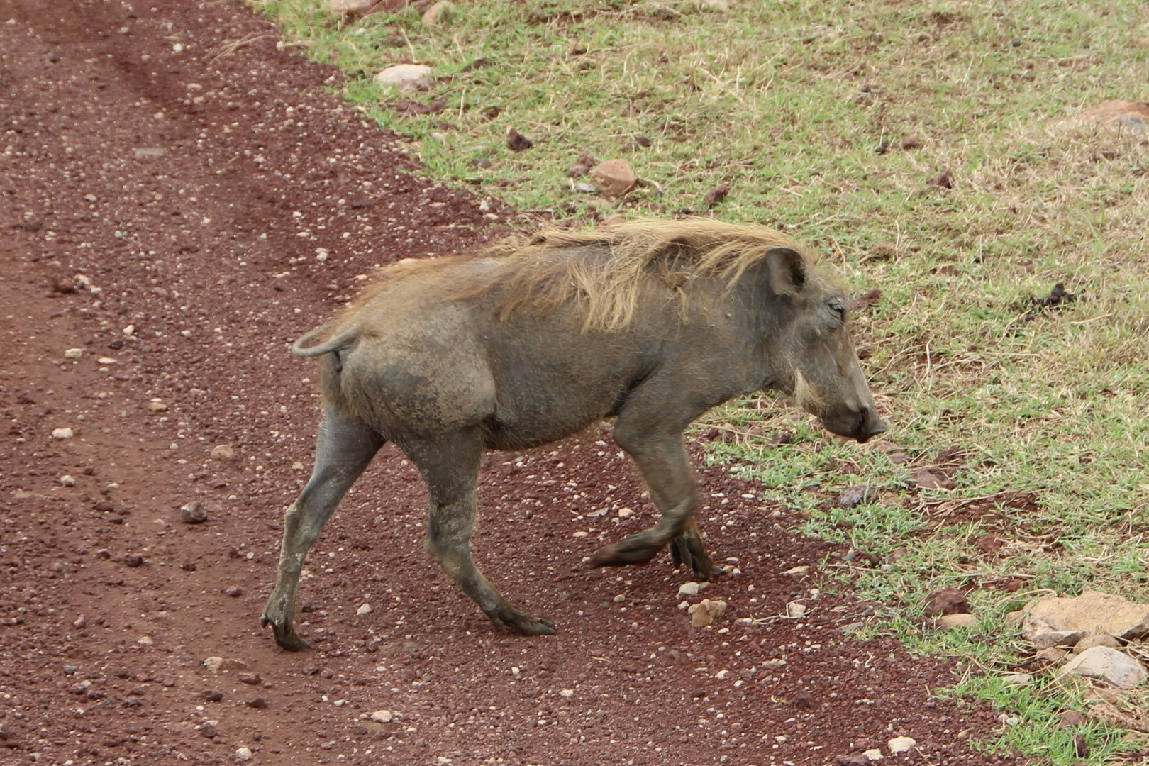 Warzenschwein  Piste überquerend