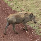 Warzenschwein  Piste überquerend