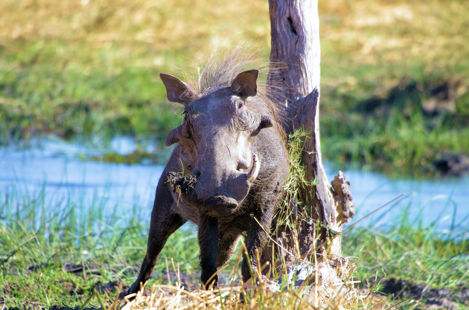 Warzenschwein Savuti/Botswana