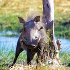 Warzenschwein Savuti/Botswana