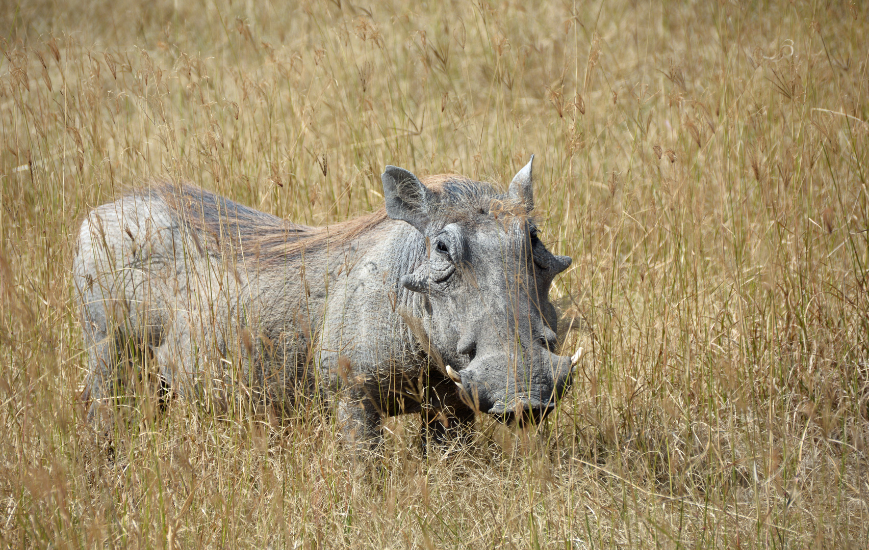 Warzenschwein (Serengeti NP)