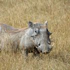 Warzenschwein (Serengeti NP)