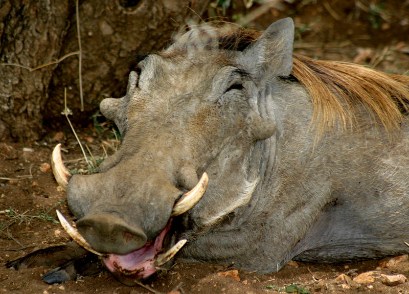 Warzenschwein Tanzania