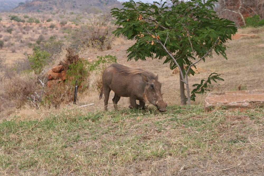 warzenschwein vor ngulia lodge