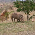 warzenschwein vor ngulia lodge