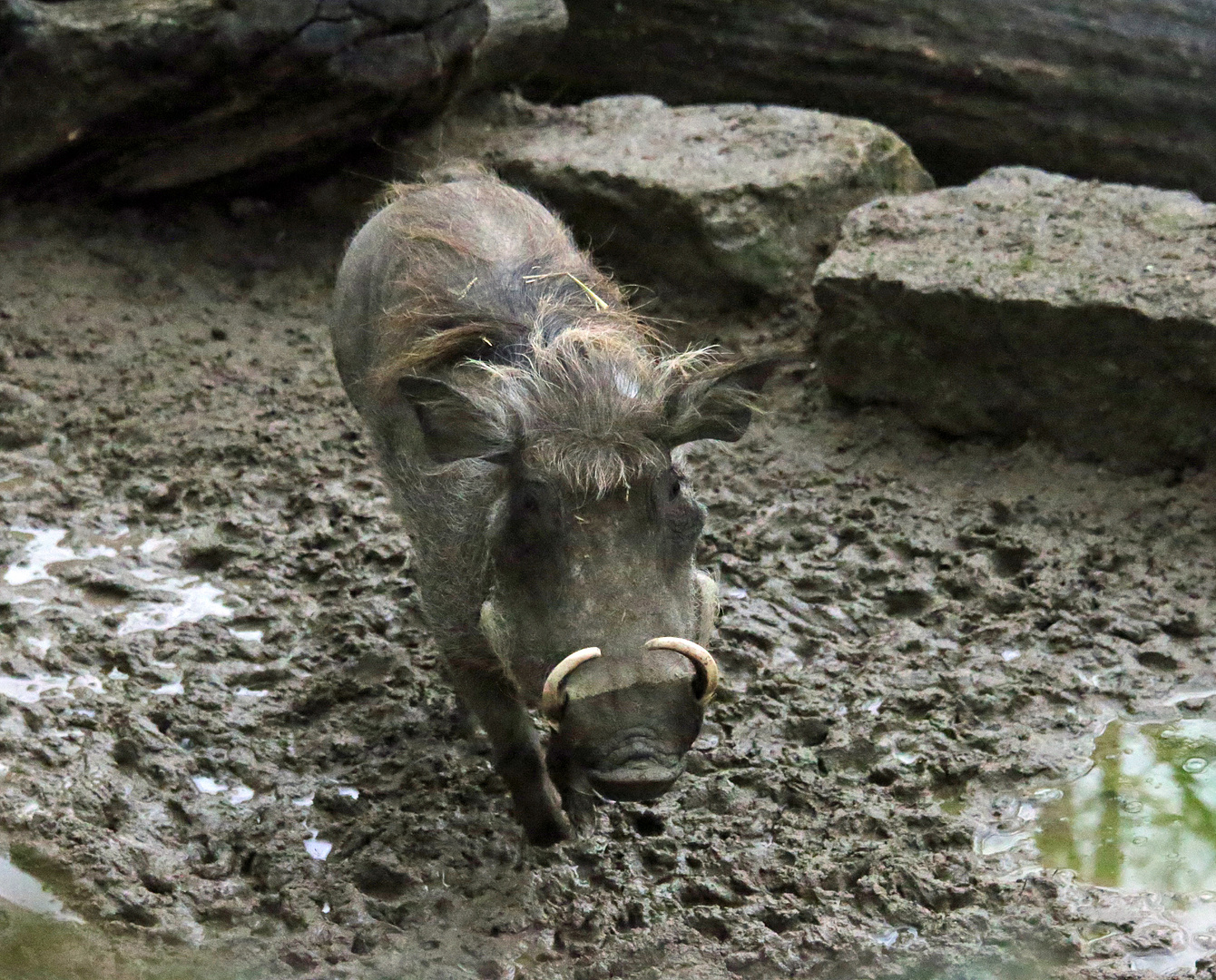 Warzenschwein / Warthog