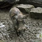 Warzenschwein / Warthog