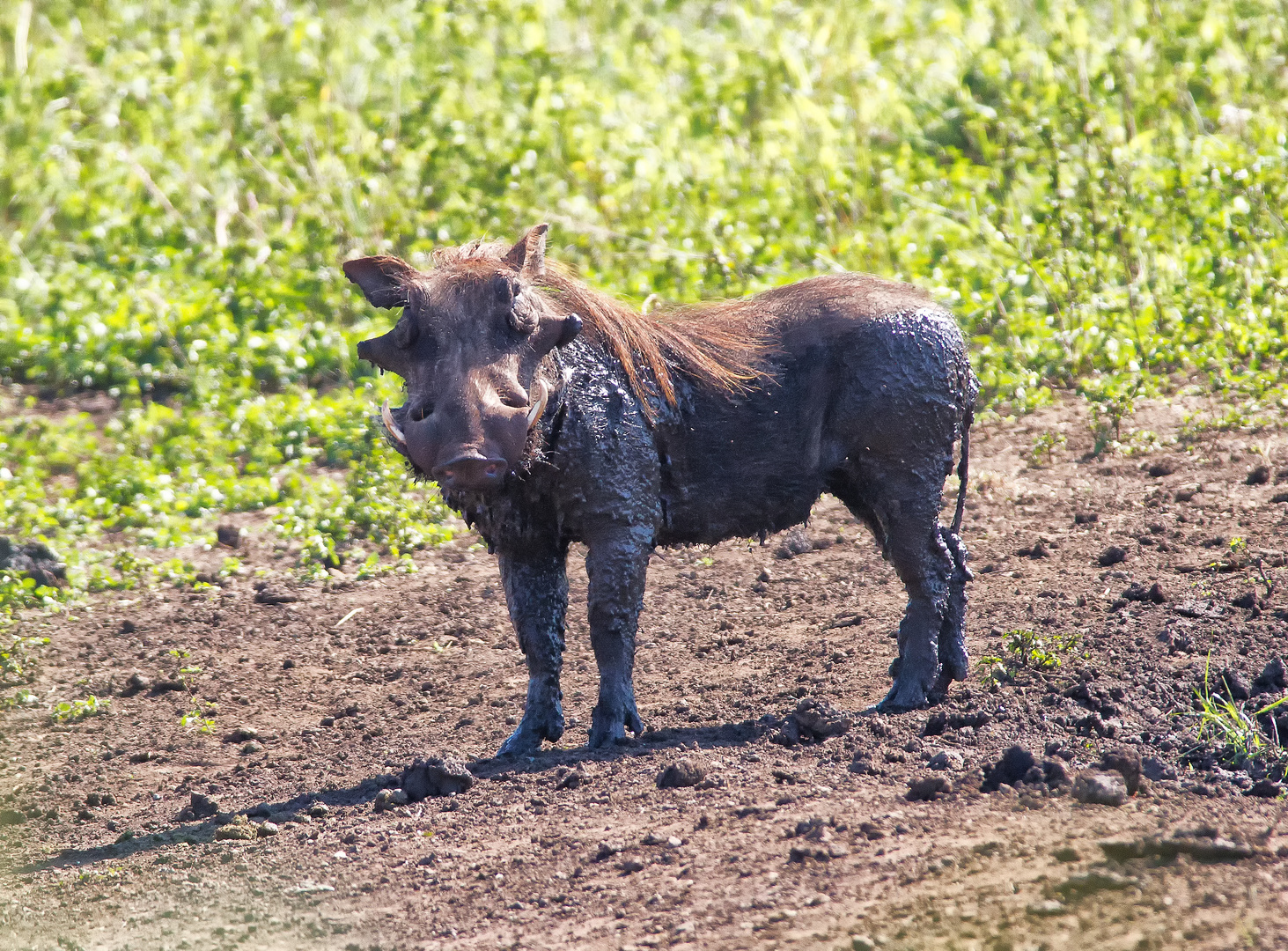 Warzenschwein_0179