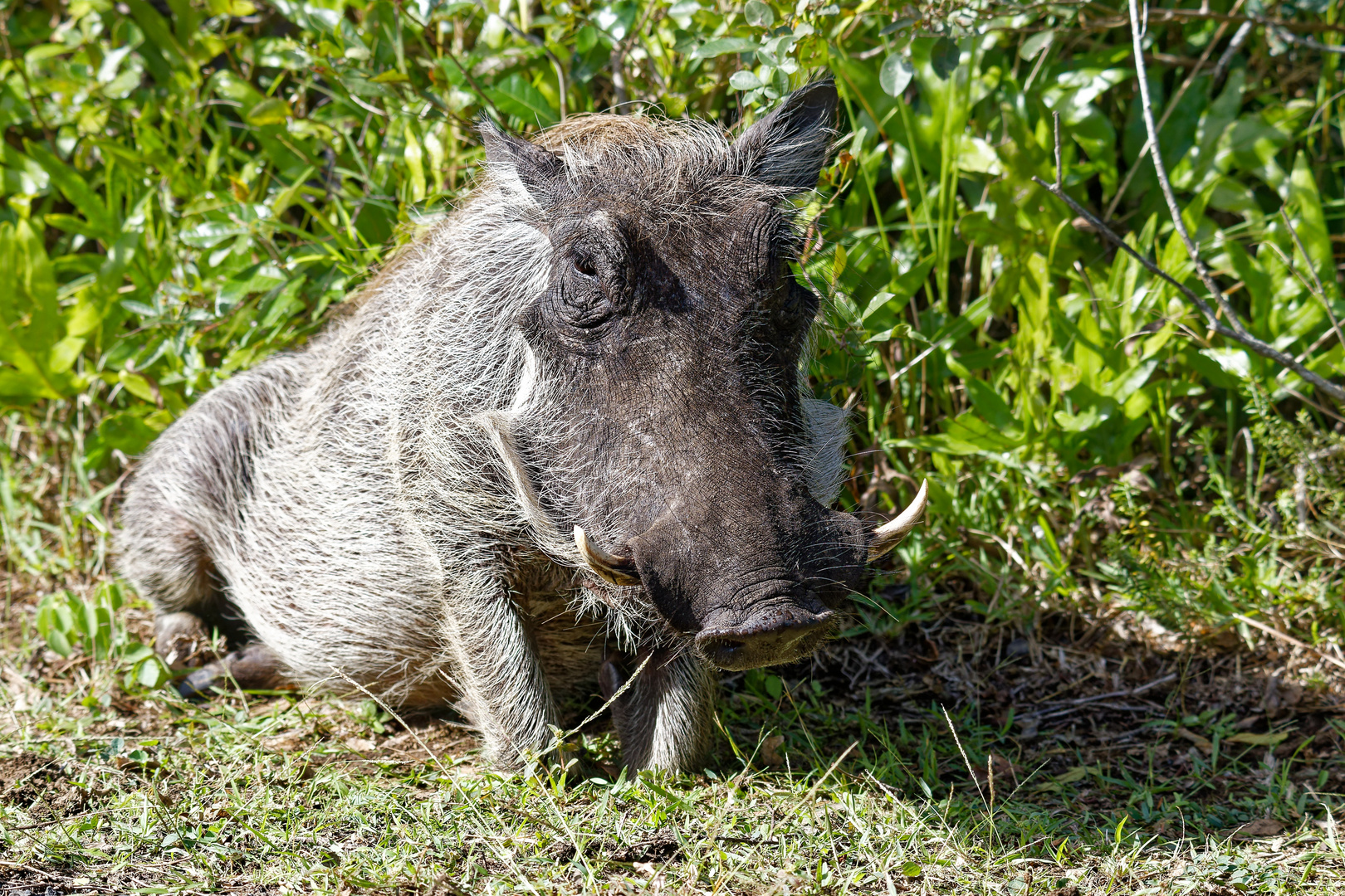 Warzenschwein_1