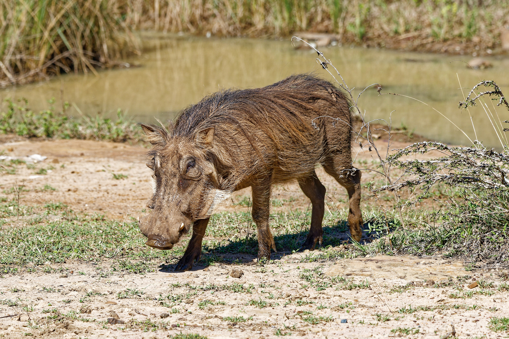 Warzenschwein_1