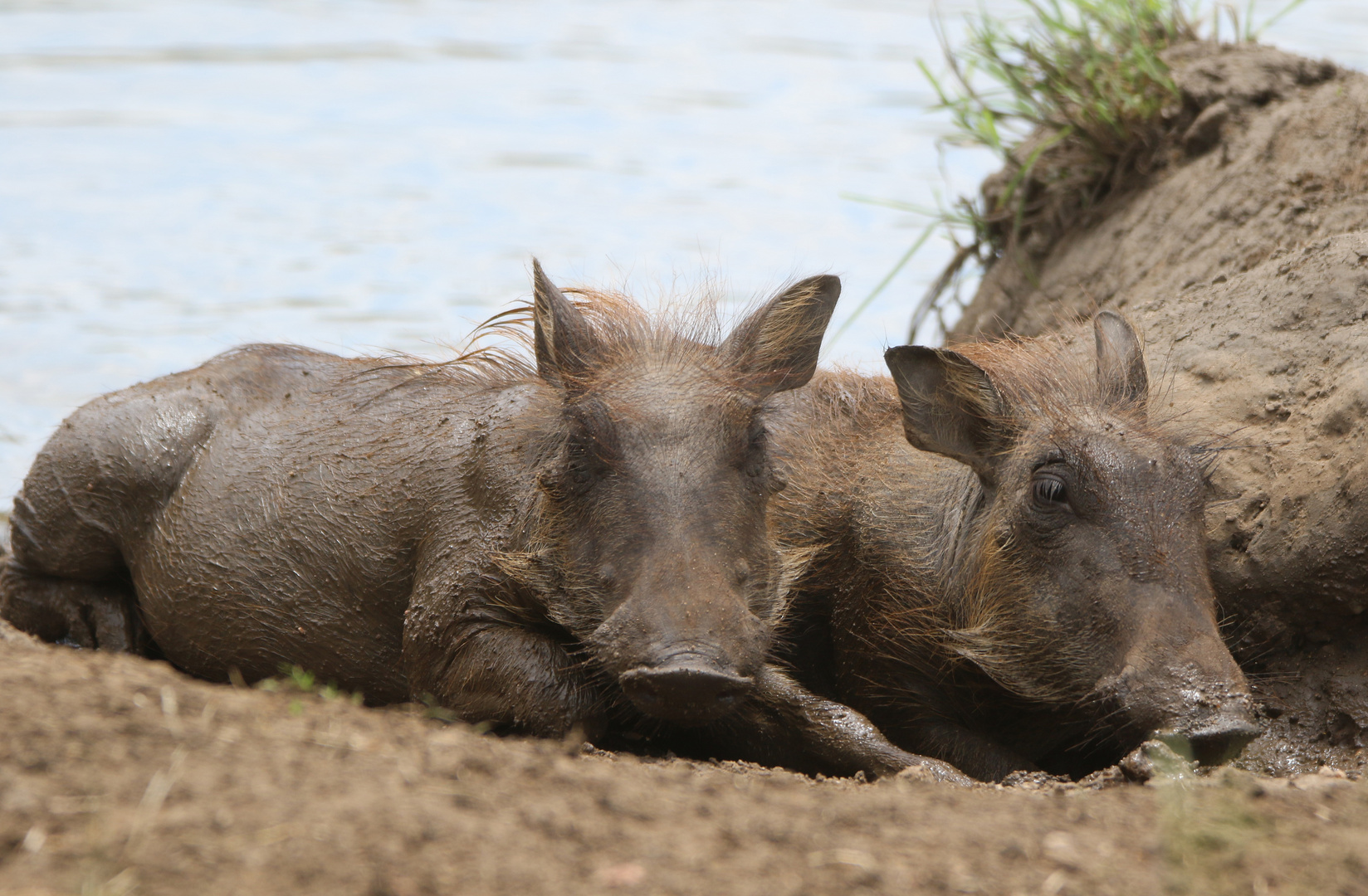 Warzenschweinchen