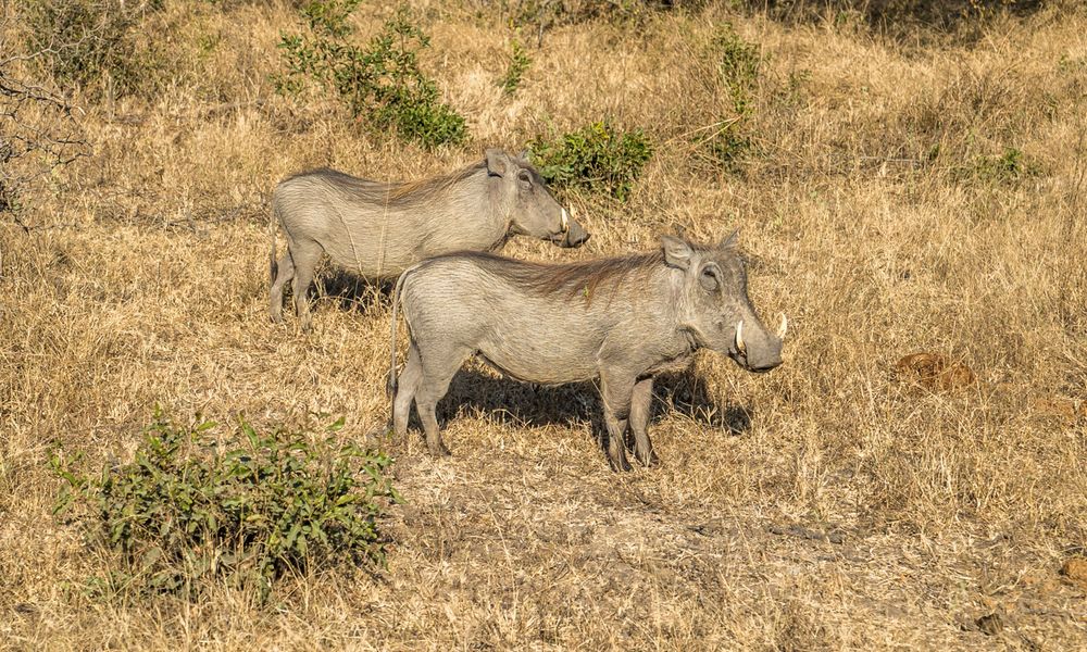 Warzenschweine