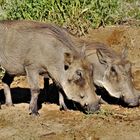 Warzenschweine bei der Arbeit