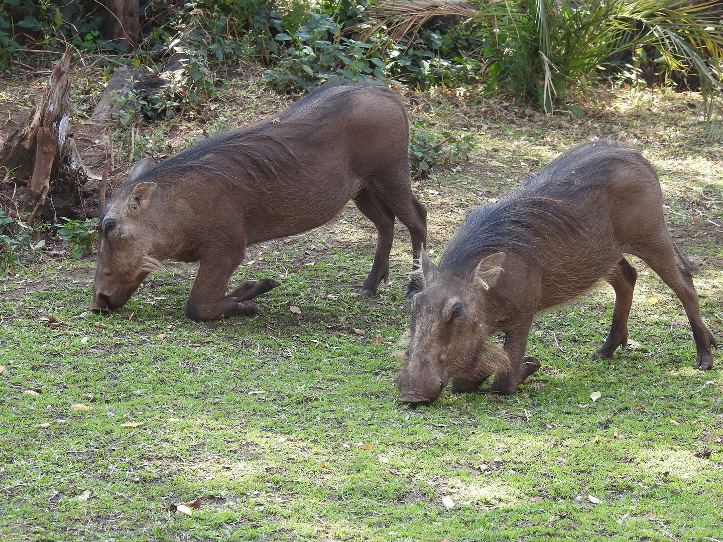 Warzenschweine bei der mühsamen Futtersuche