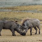 Warzenschweine beim Kampf