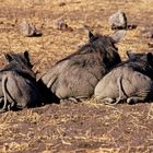 Warzenschweine, Chobe Nationalpark, Botswana 