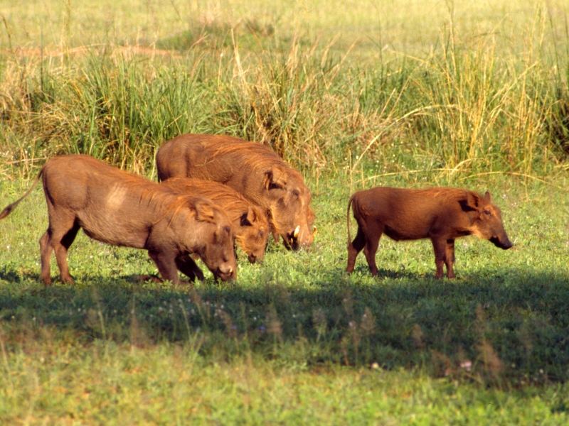 Warzenschweine im Murchison Falls National Park