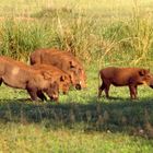 Warzenschweine im Murchison Falls National Park