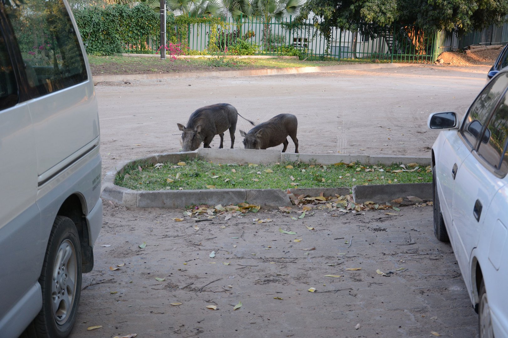  Warzenschweine in der Stadt