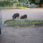  Warzenschweine in der Stadt