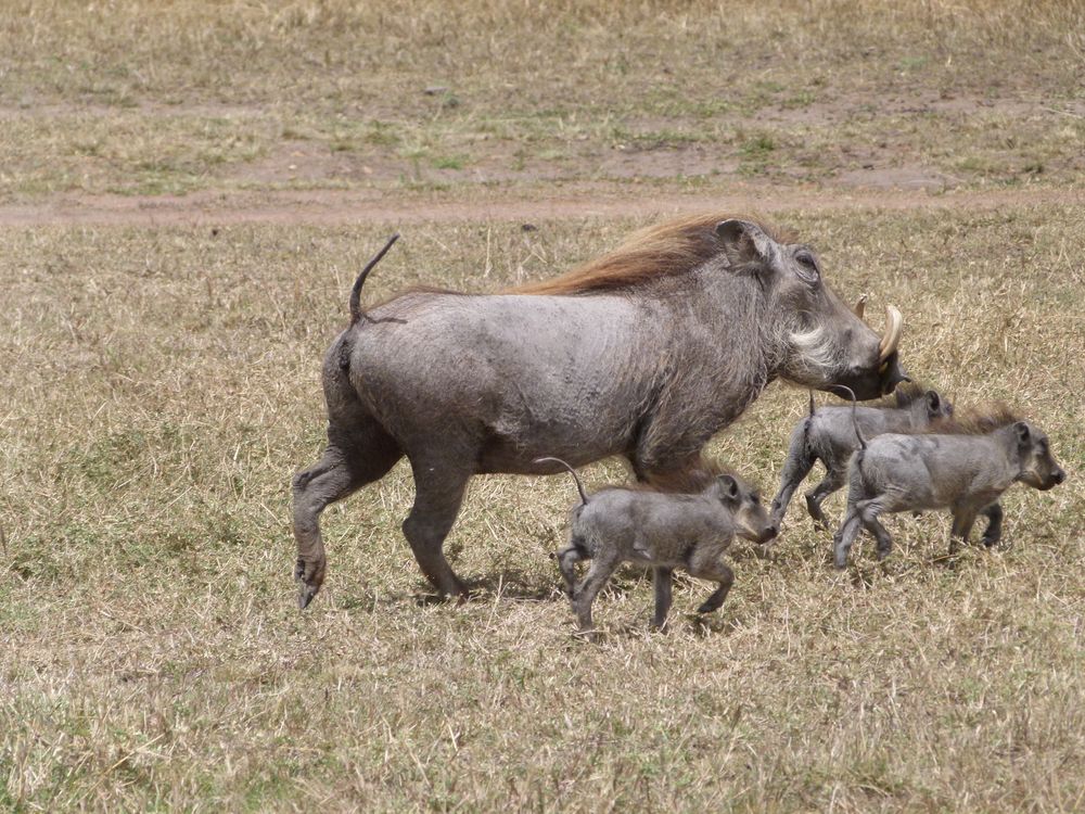 Warzenschweinfamilie auf der Flucht in der Masai Mara