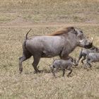 Warzenschweinfamilie auf der Flucht in der Masai Mara