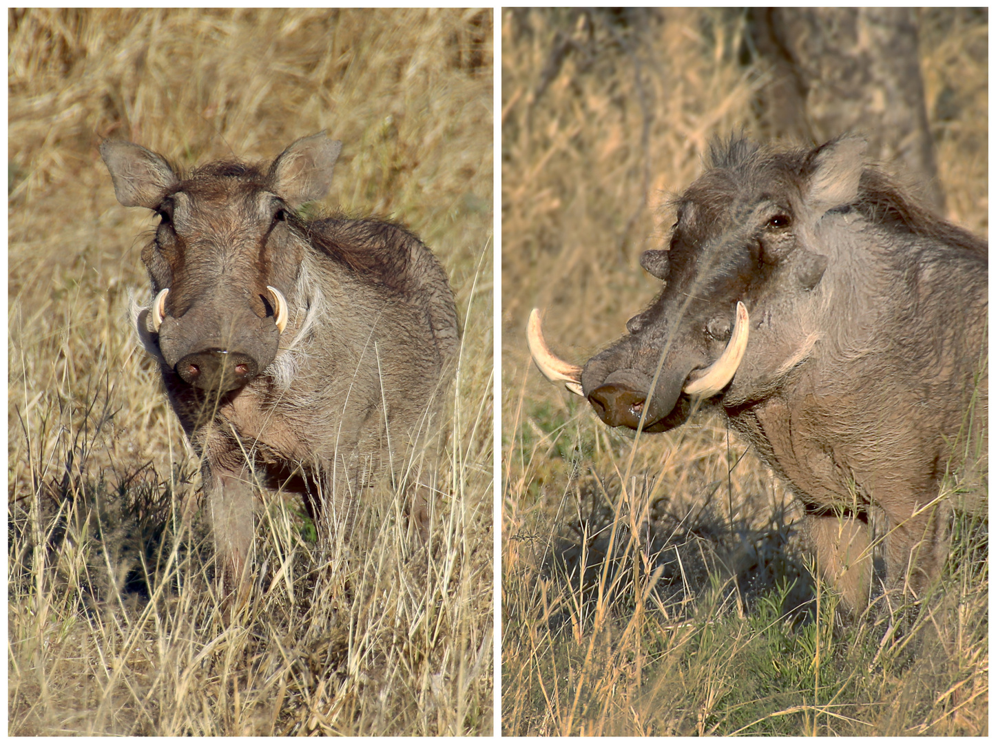 Warzenschweinis (Warthogs), Namibia