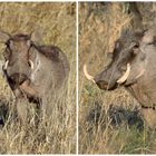 Warzenschweinis (Warthogs), Namibia