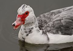 "Warzi" - die Ente