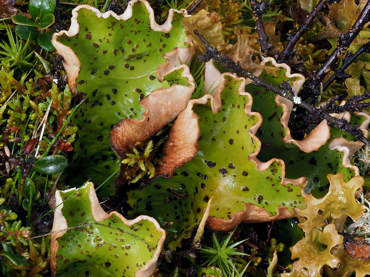 Warzige Apfelflechte (Peltigera aphthosa)