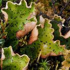 Warzige Apfelflechte (Peltigera aphthosa)