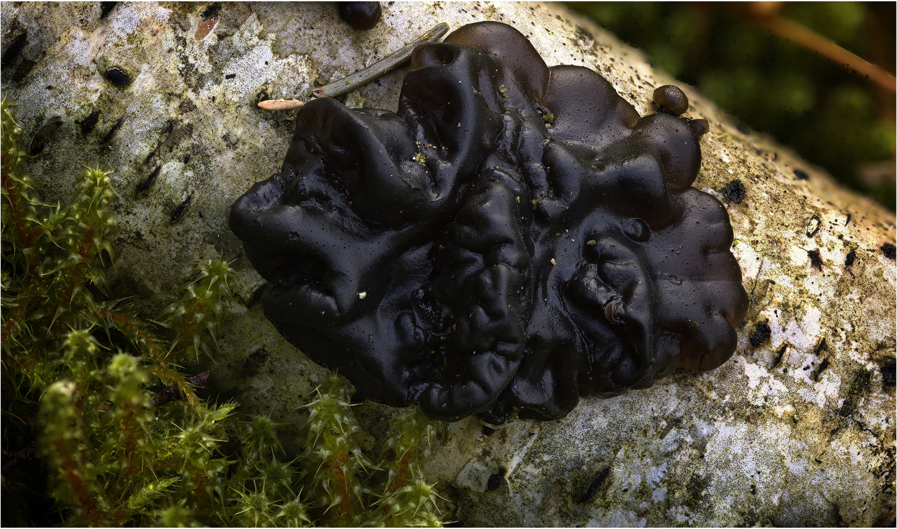 Warziger Schwarzdrüsling