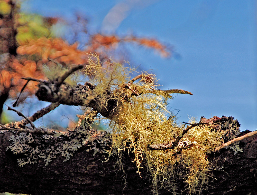 Was alles am Baum wächst