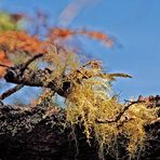 Was alles am Baum wächst