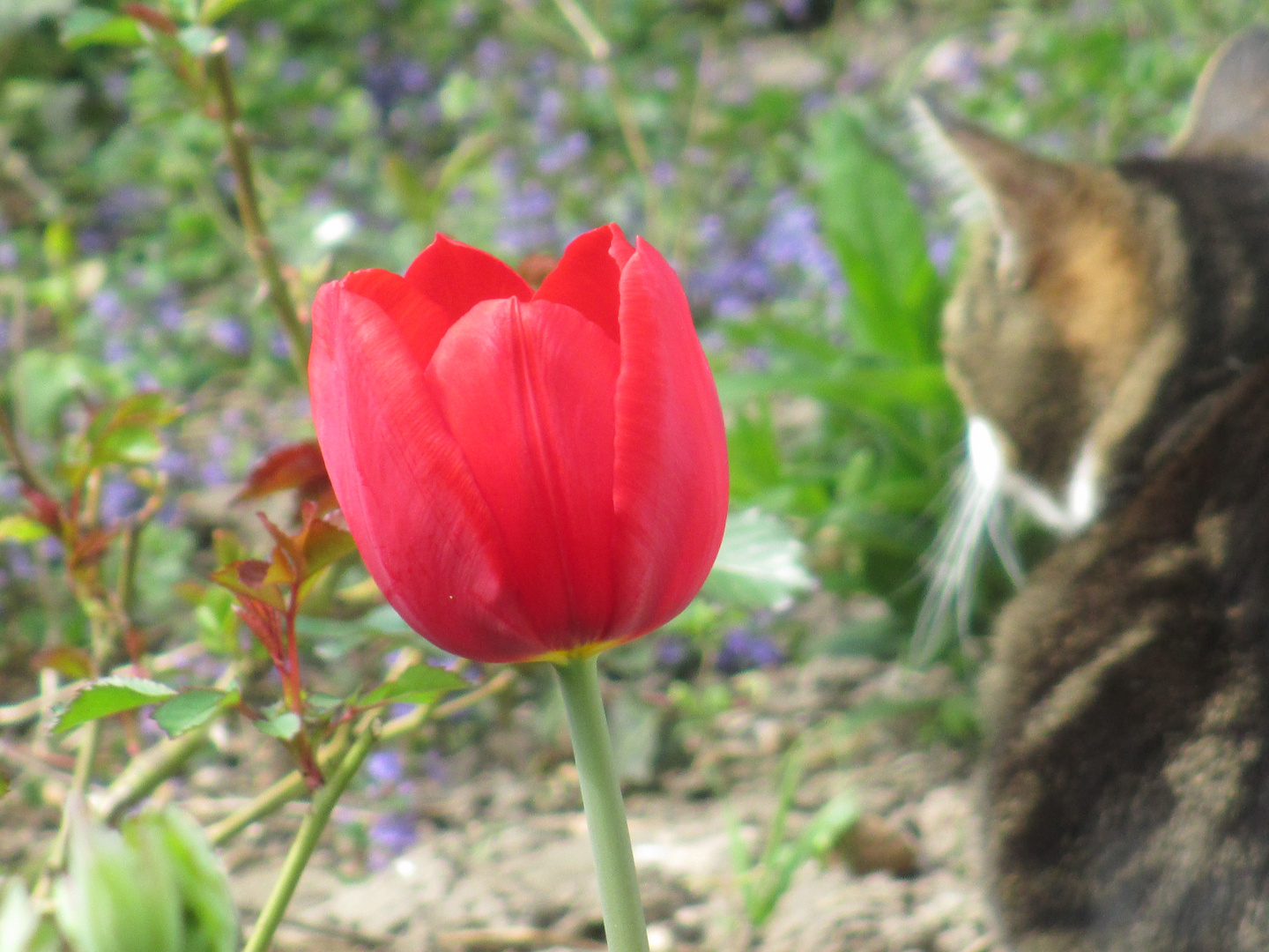 Was alles im Garten wächst