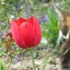 Was alles im Garten wächst