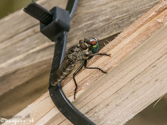 was auch immer das ist