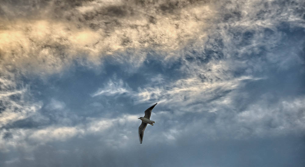 Was auch immer du dir bei dem fliegenden Vogel vorstellst