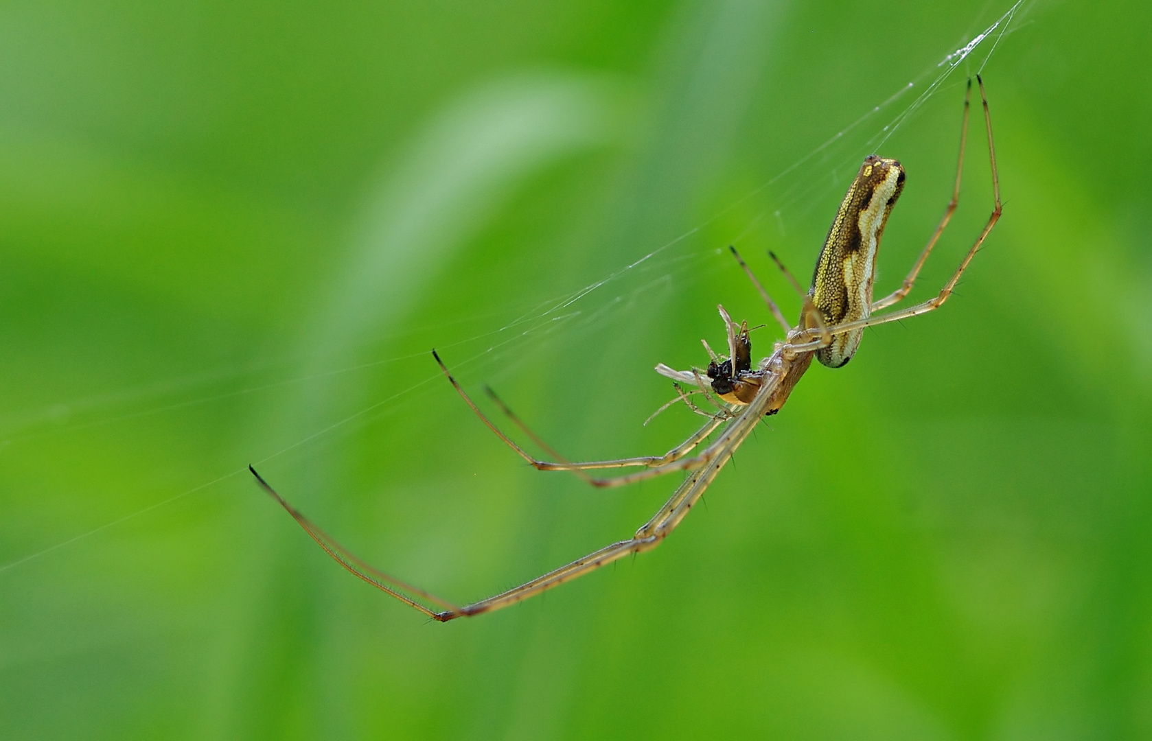 Was aus sonnigeren Zeiten - Streckerspinne