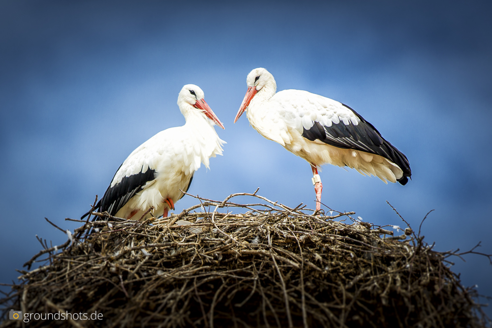 Was baldowern die beiden aus?