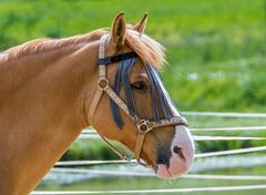 "WAS bedeuten die blauen Schnüre"