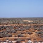 Was bedeutet Nullabor Plain?