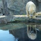 Was bin ich doch für ein toller Eisbär