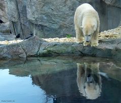 Was bin ich doch für ein toller Eisbär