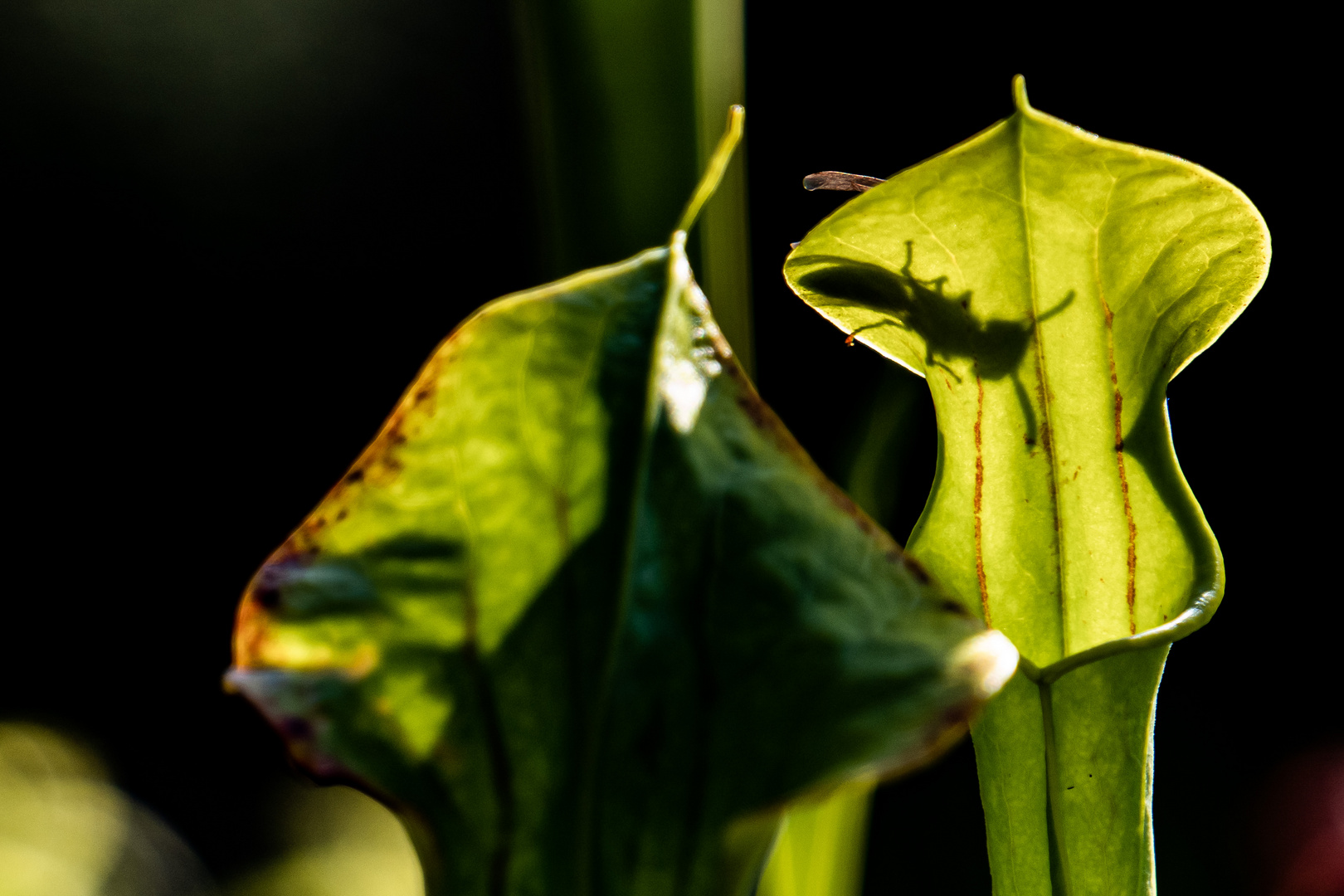 Was bin ich...Insekten am Schatten erkennen