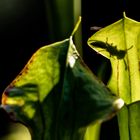 Was bin ich...Insekten am Schatten erkennen