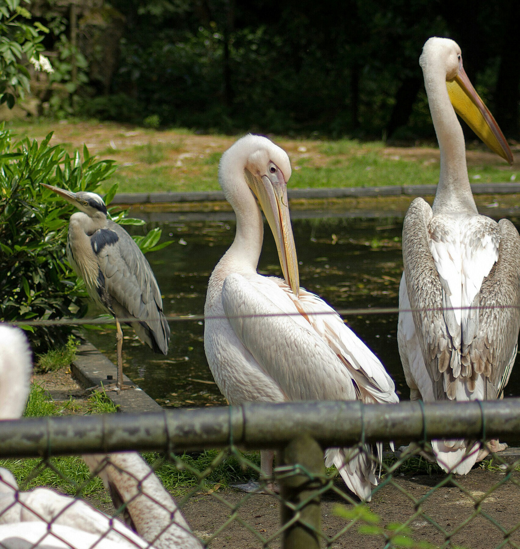 was bist du den für ein komischer Vogel...??...