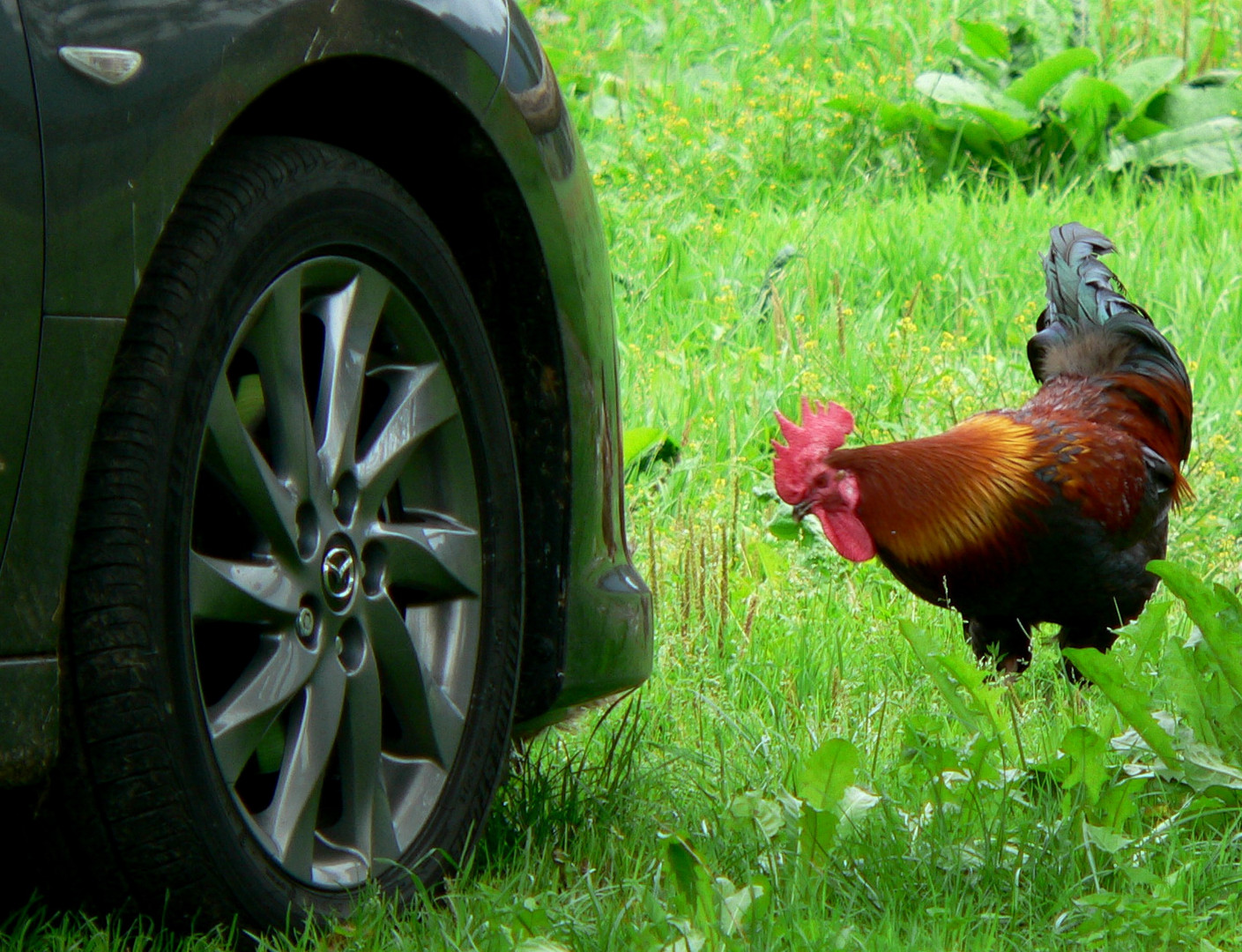 Was bist Du den für ein komisches Huhn ?