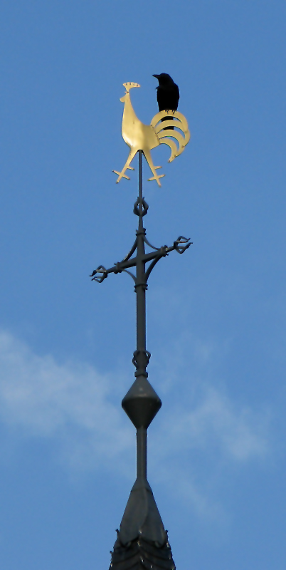 Was bist Du denn für ein komischer Vogel