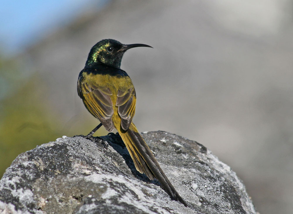 ...was bist du denn für ein Vogel?